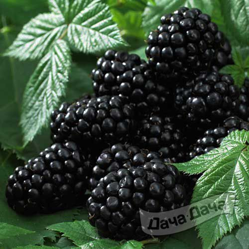 Ежевика Блэк Сатин
