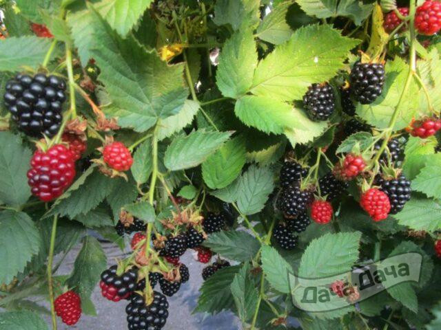 Ежевика Дойл