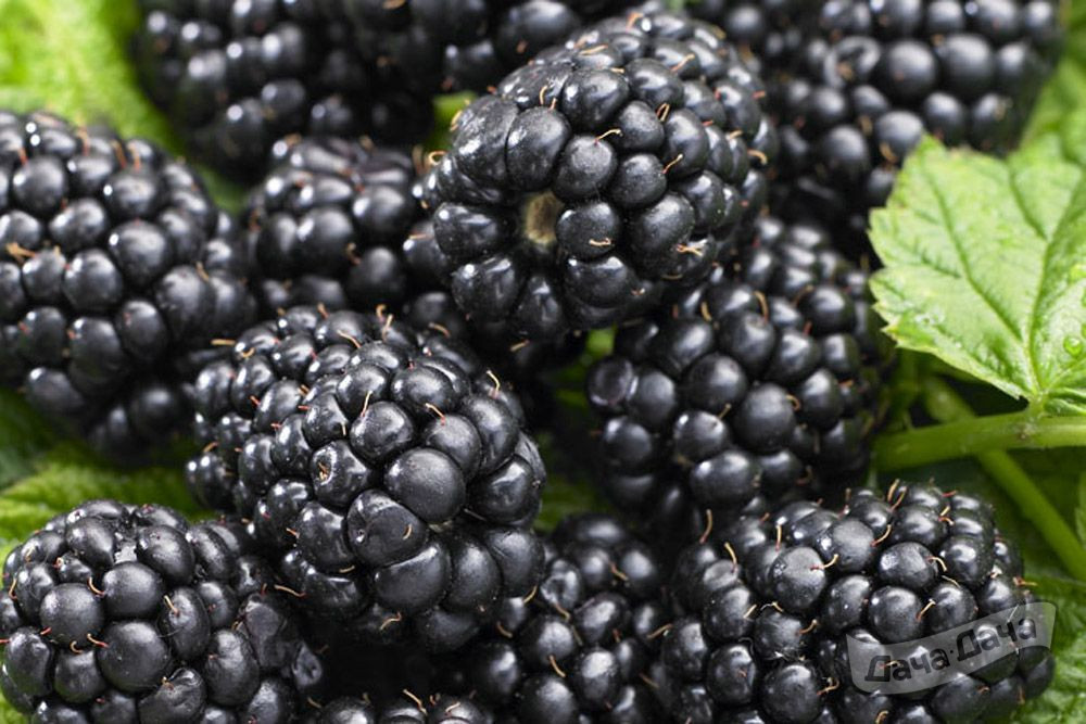 Ежевика Эбони