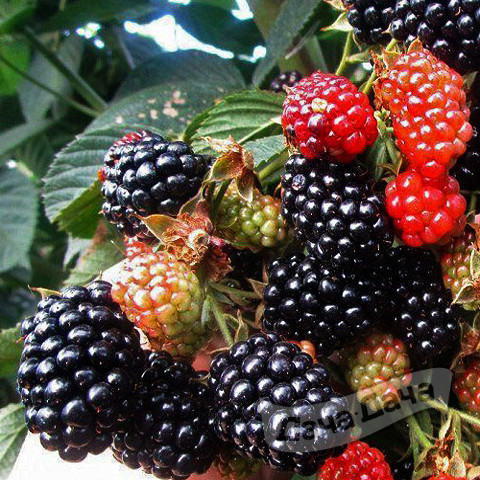 Ежевика Хевен Кен Вейт