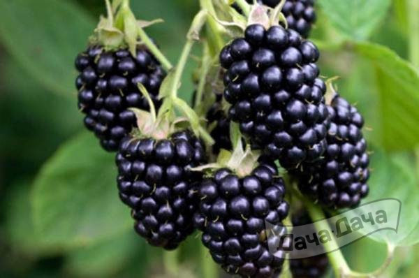 Ежевика Рубен