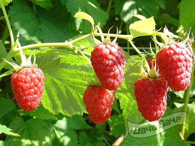 Малина Бенефис