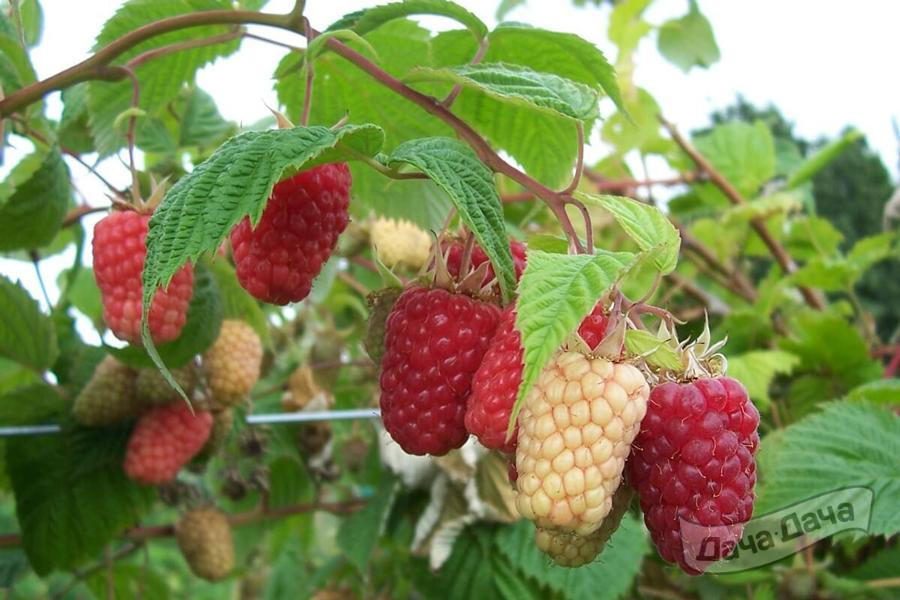 Малина Каскад Делайт