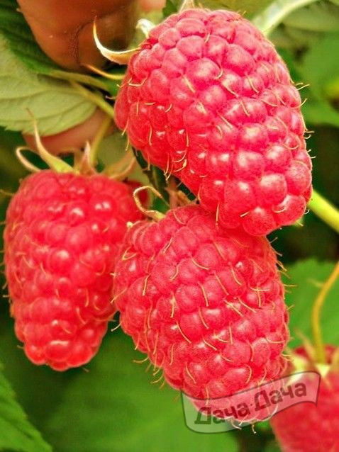 Малина Красная Королева