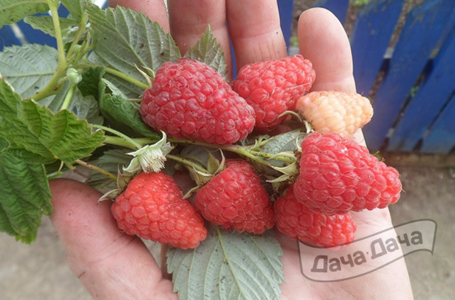 Малина крупноплодная Соколица