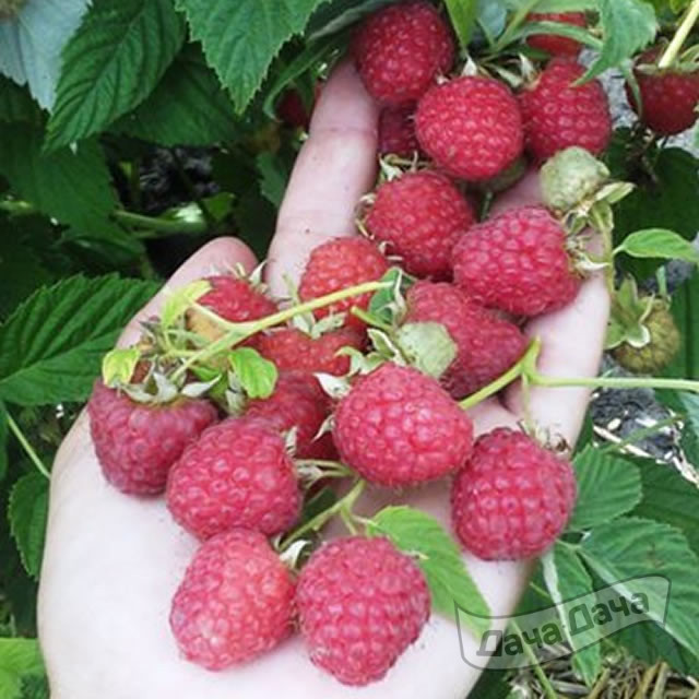 Малина Мария