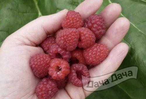 Малина Марсела