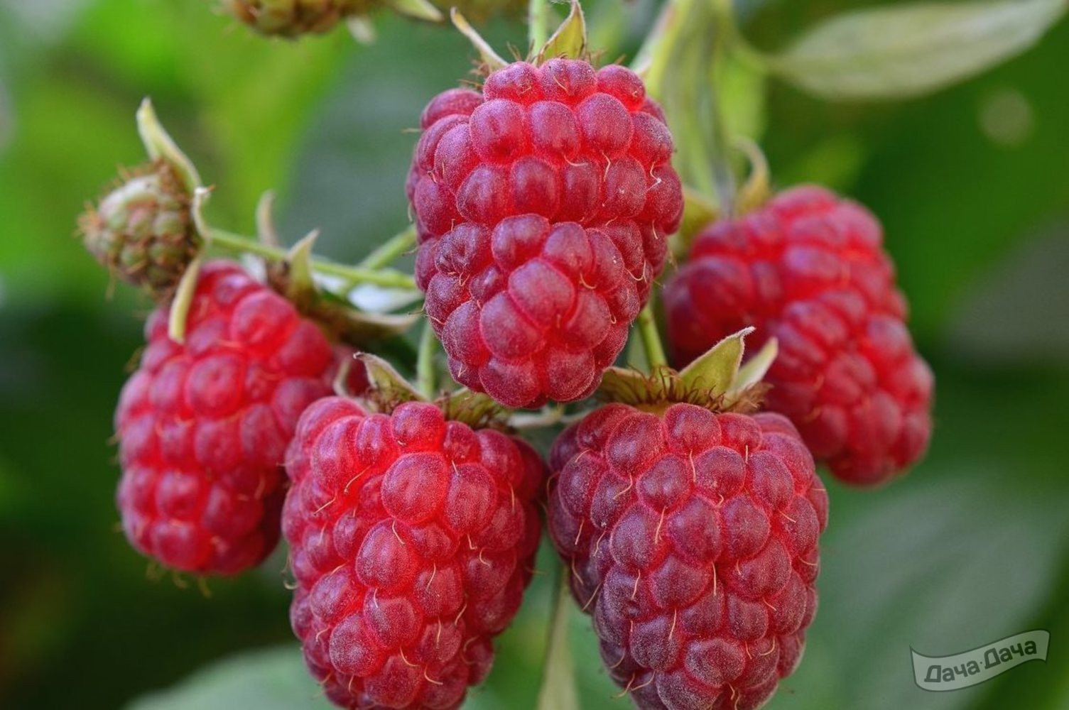 Малина Награда