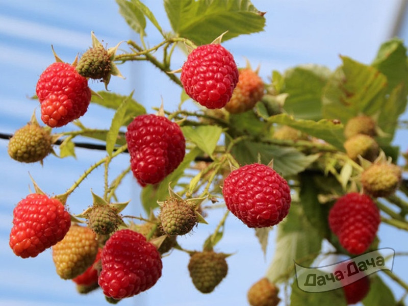 Малина ремонтантная Аделита