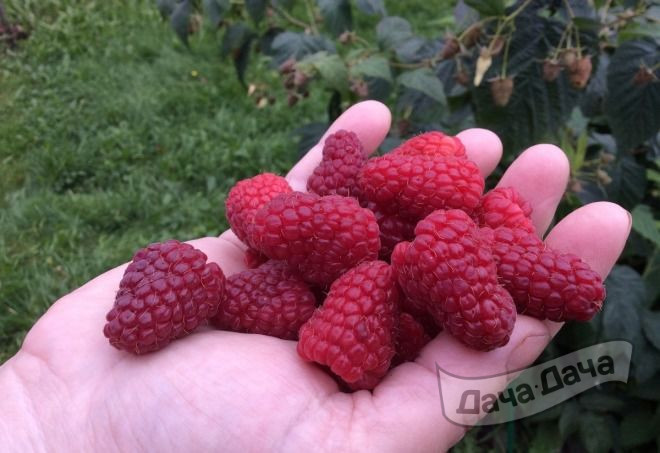 Малина ремонтантная Атлант