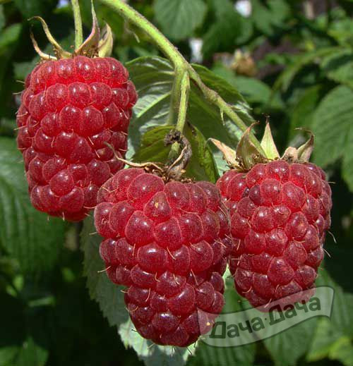 Малина ремонтантная Бабье Лето