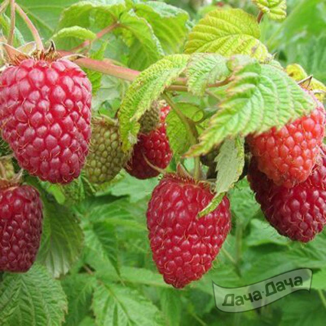 Малина ремонтантная Нижегородец