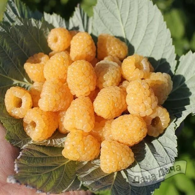 Малина ремонтантная Порана роса