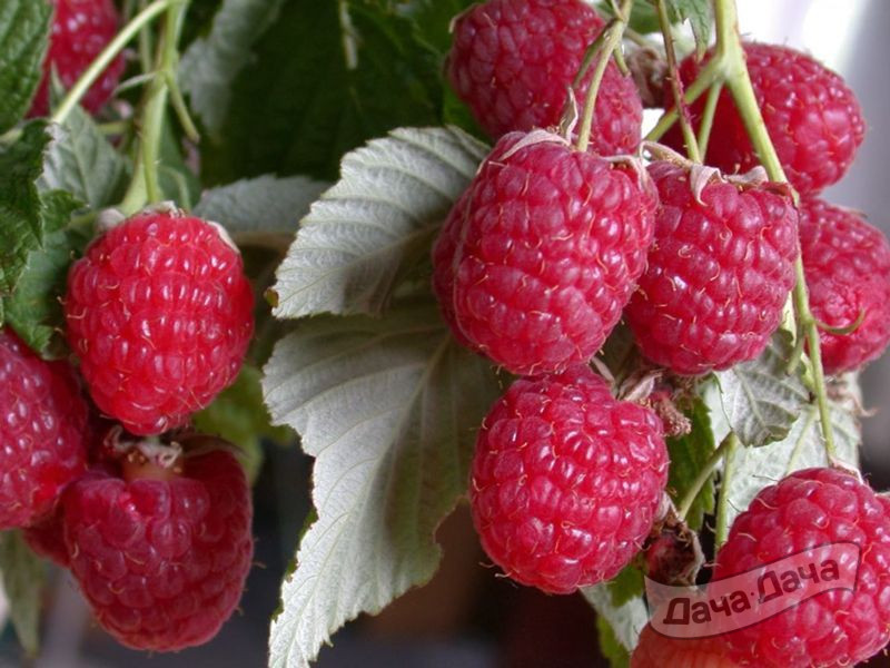 Малина Таруса