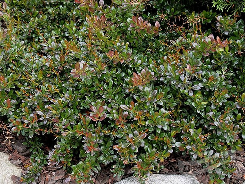 Барбарис тунберга Парквил