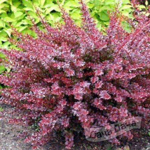 Барбарис тунберга Розетта 