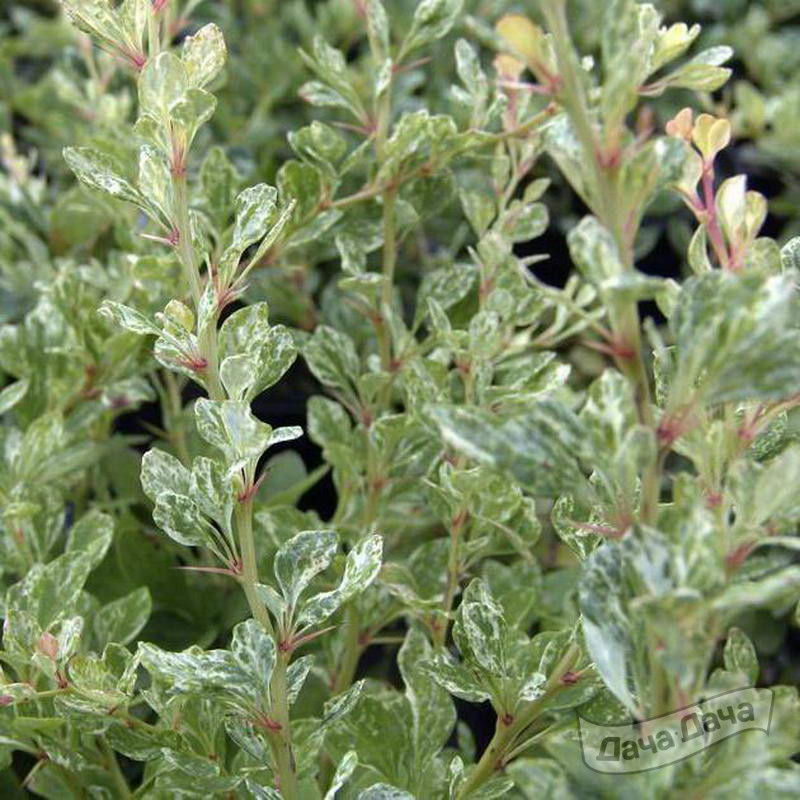 Барбарис тунберга Сильвер Пиллар