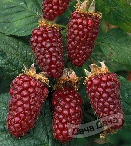 Ежемалина Тайберри