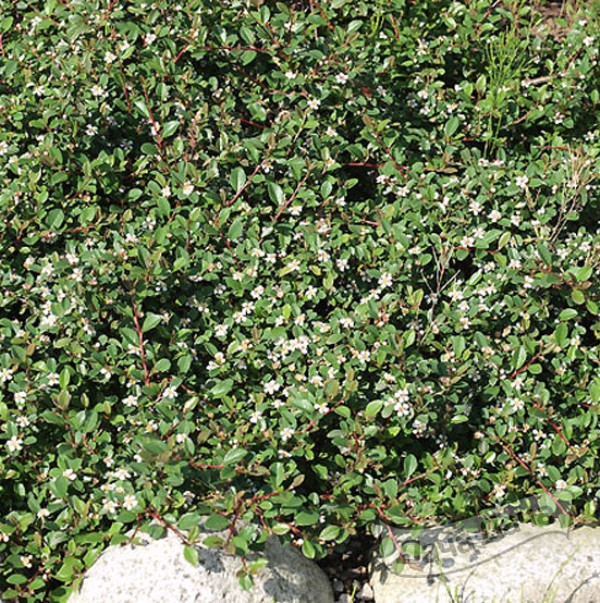 Кизильник гибридный Стокгольм