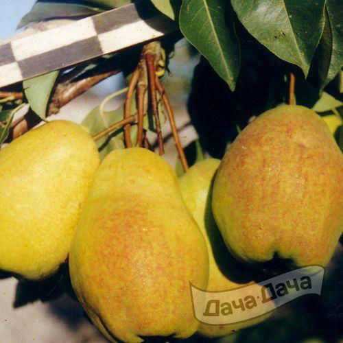 Груша Прибалтийская маслянистая