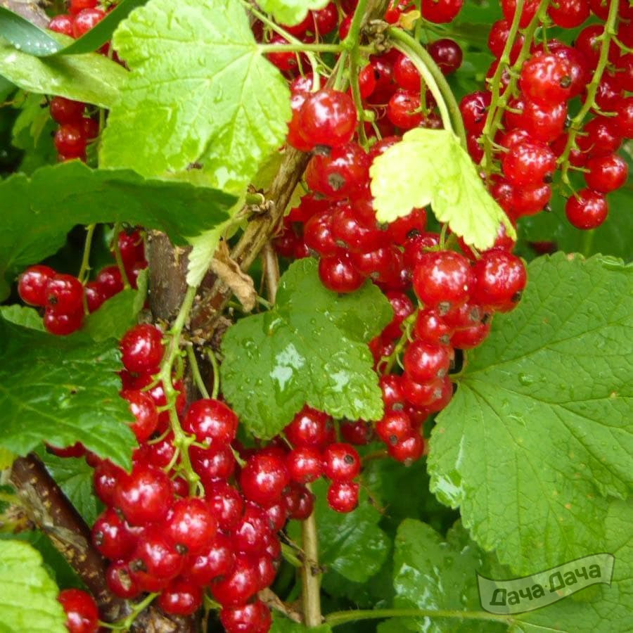 Смородина красная Андрейченко