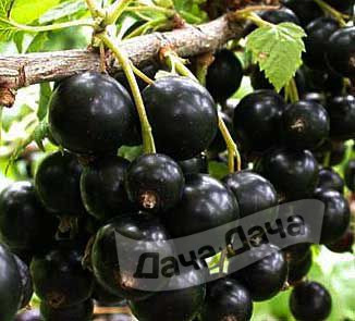 Смородина черная Ядреная