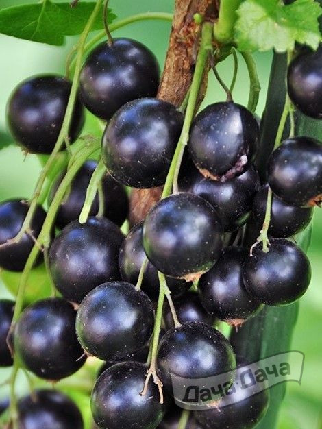 Смородина черная Фортуна