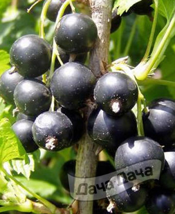 Смородина черная Геркулес