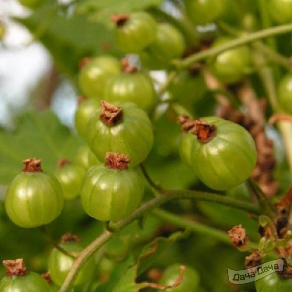 Смородина Изумрудное ожерелье