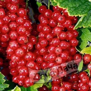 Смородина красная Йонкер Ван Тетс