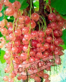 Смородина розовая Голландская