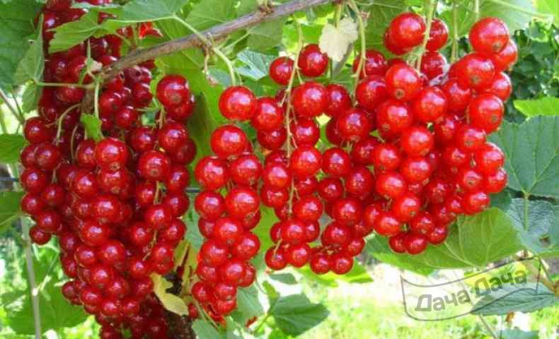 Смородина красная Сахарная