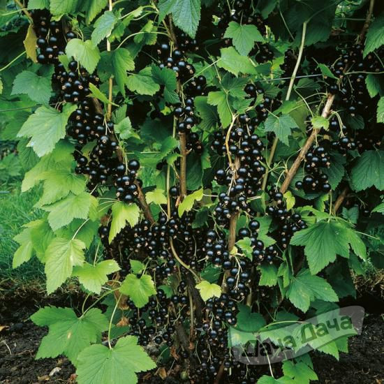 Смородина черная Сокровище