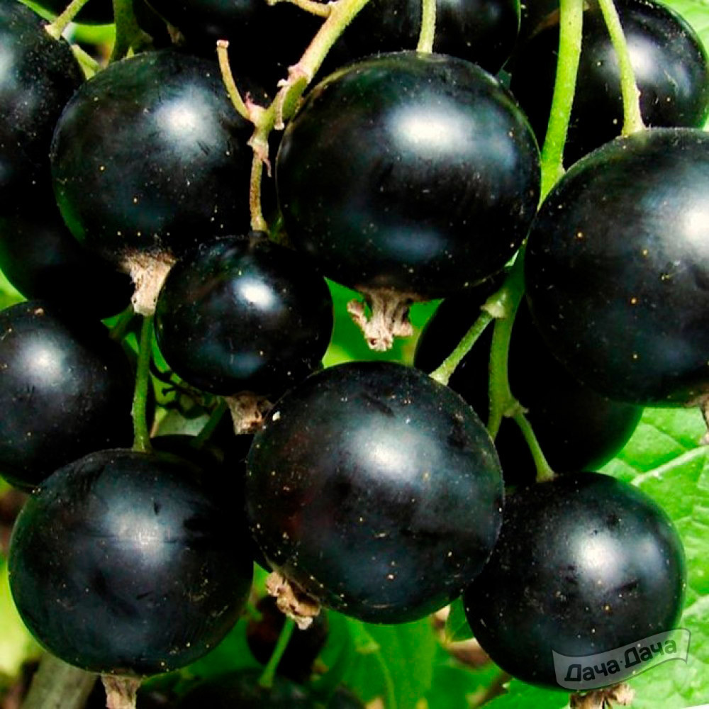 Смородина черная Жаркая Ночь