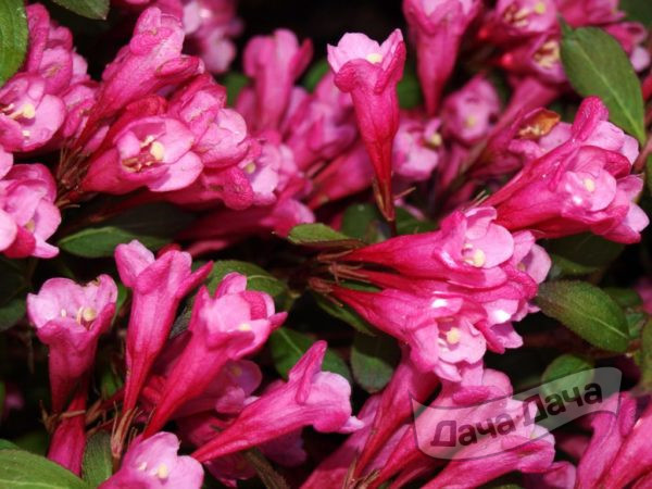 Вейгела - яркие сорта, сажаем осенью 