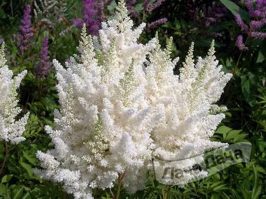 Астильба Вижион ин Вайт