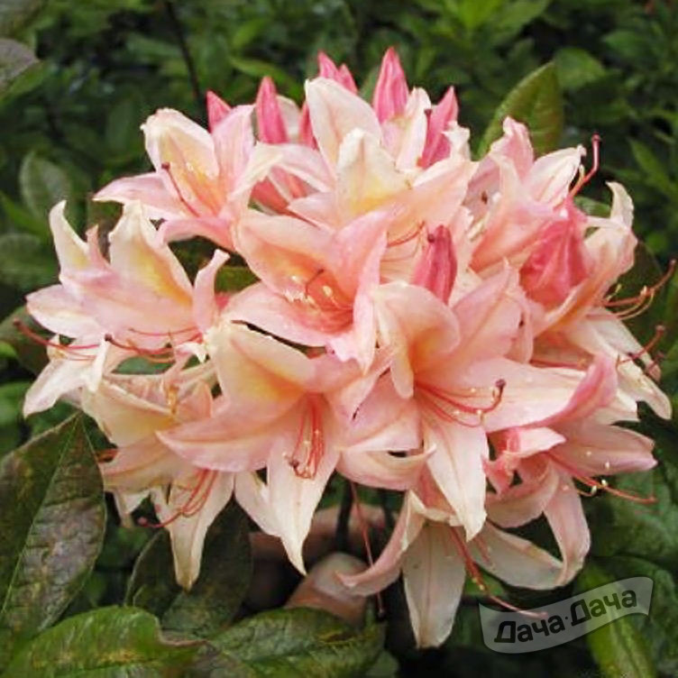 Азалия гибридная Чэнел