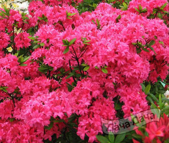 Азалия гибридная Хоумбаш