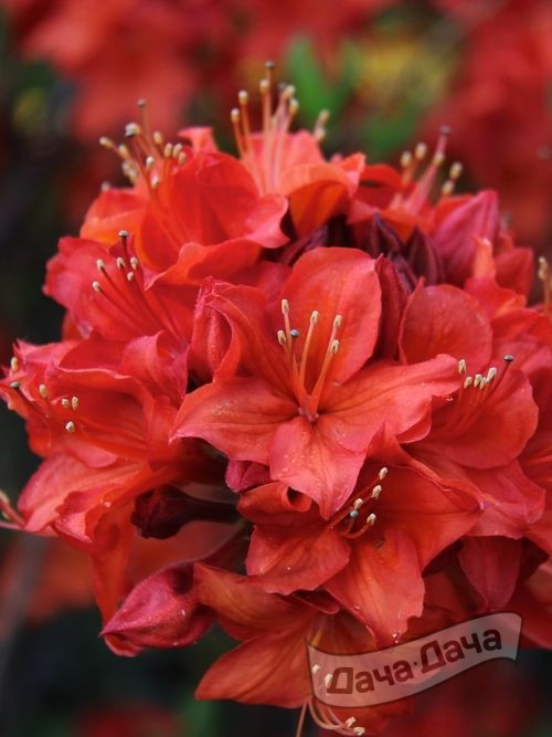 Азалия гибридная Паркфеуер