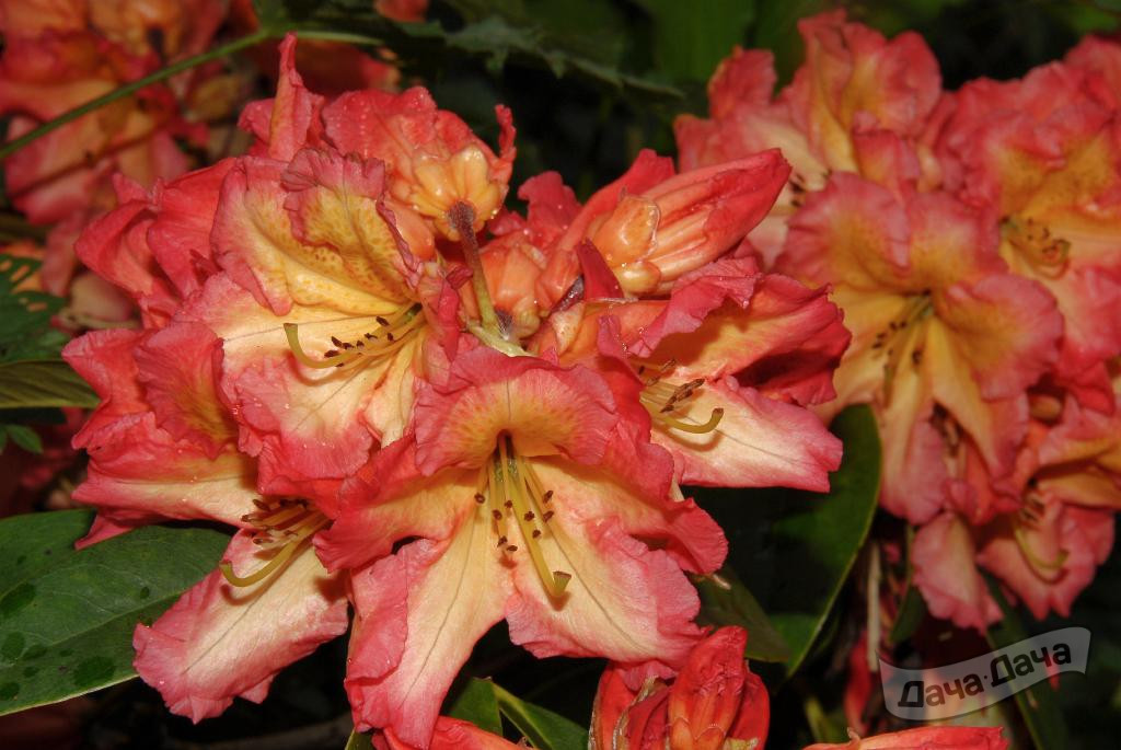 Азалия Сан Файер