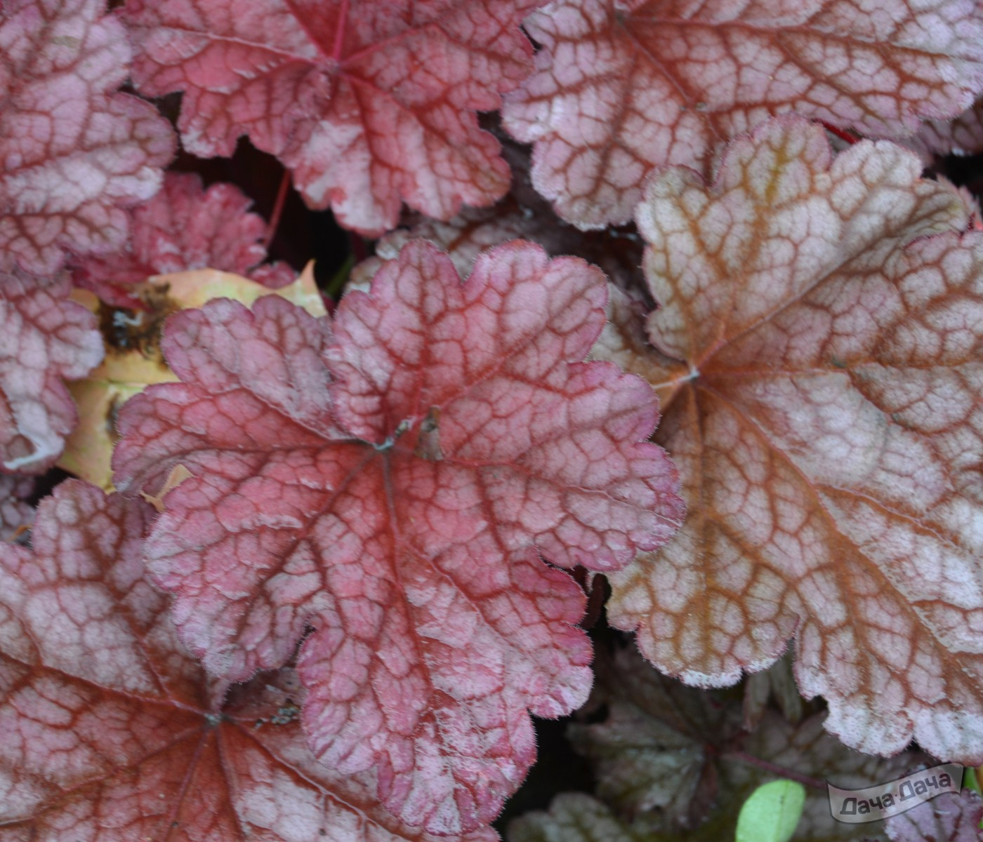 Гейхера Ворлд кафе Шакерато