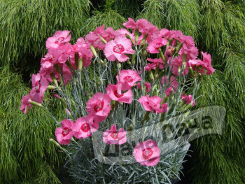 Гвоздика перистая Энджел оф Хоуп