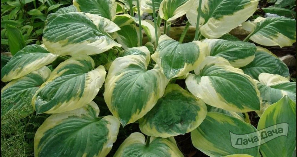 Хоста Карнивал