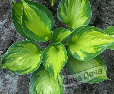 Хоста Колоред Халк