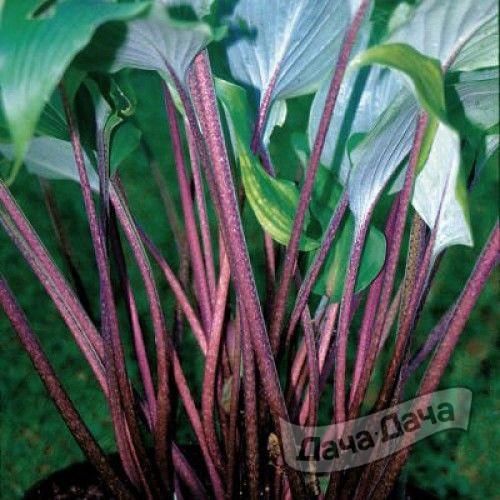 Хоста Ред Октоубер