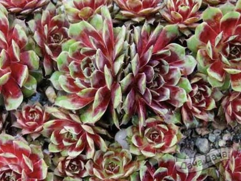 Молодило Калинда