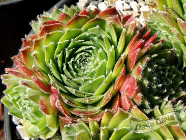 Молодило Кассиопея