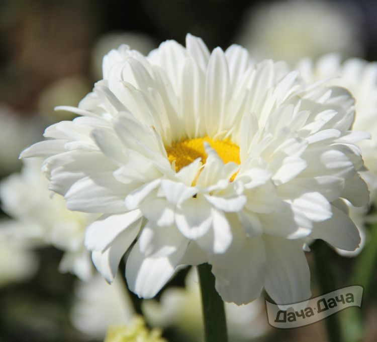 Нивянник великолепный Викториан Сикрет