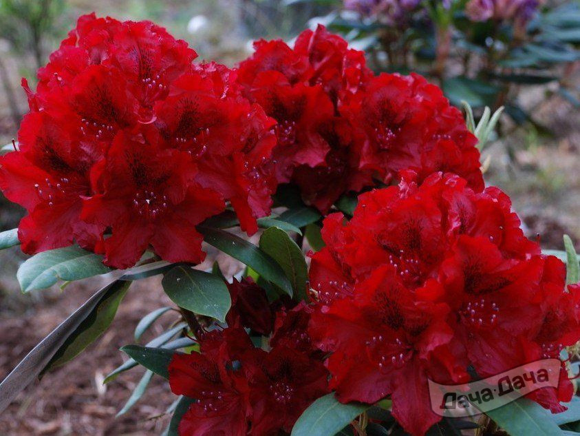 Рододендрон Тарагона