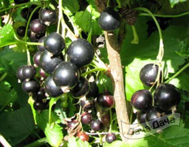 Смородина черная Гера
